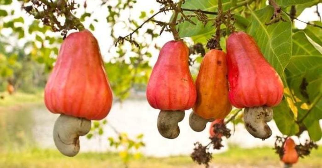 Selain Unik, 5 Buah Indonesia Ini Langka Ditemukan