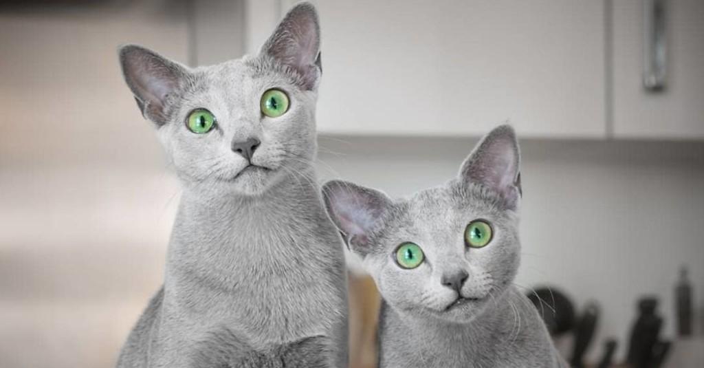 Bikin Gemes, Kucing 'Kembar' Bermata Indah Ini Jadi Selebgram