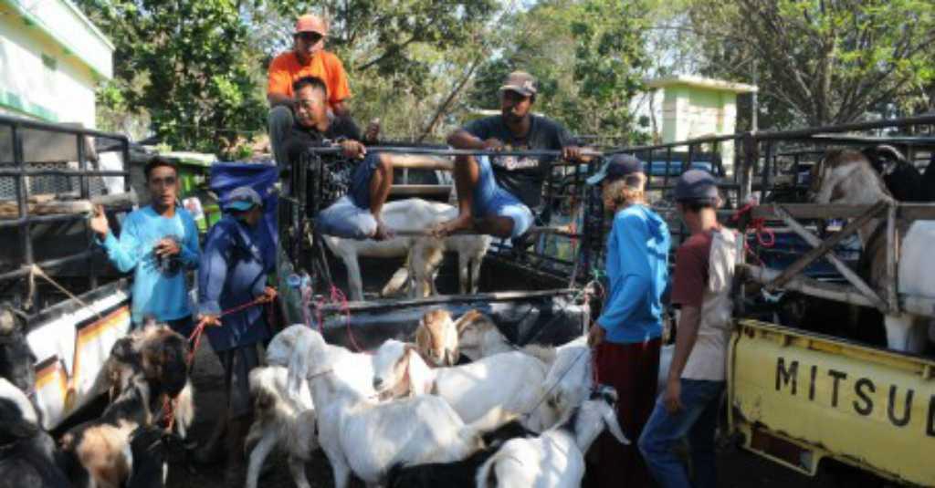 Belajar Jual Hewan Kurban? Perhatikan 2 Aspek Ini Jika Kamu Tak Mau Rugi