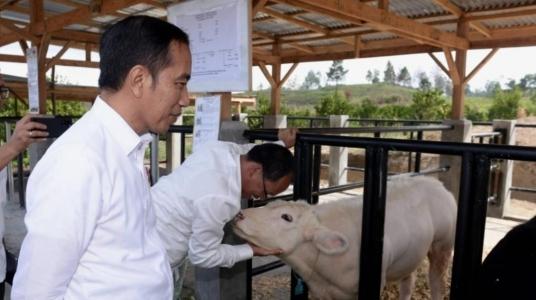 Sambangi Peternakan Sapi Belgian Blue, Jokowi: Sapinya Katanya Senang