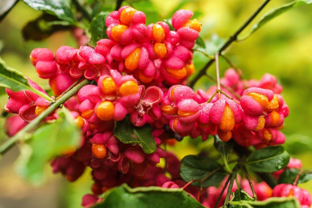 Jangan Dikonsumsi! Ini Deretan Buah Paling Unik dan Beracun di Dunia