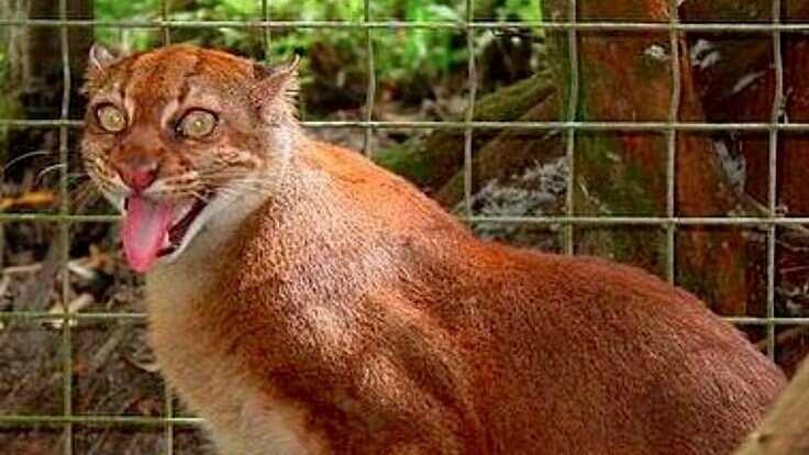 Deretan Hewan Paling Unik dan Langka yang Hanya Ada di Indonesia