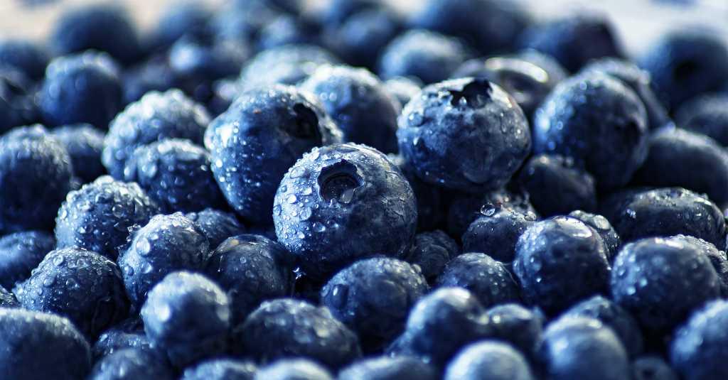 Manfaat Blueberry untuk Kesehatan dan Kecantikan