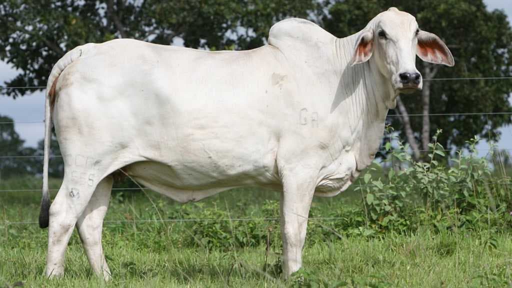 Berbeda dengan di Indonesia, Sapi-Sapi Ini Punya Tubuh yang Unik