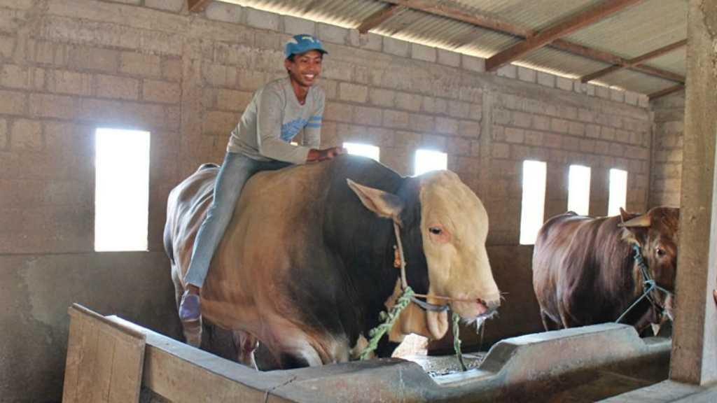 Penampakan Sapi Kurban Presiden Jokowi Seberat 1,3 Ton, Harganya?