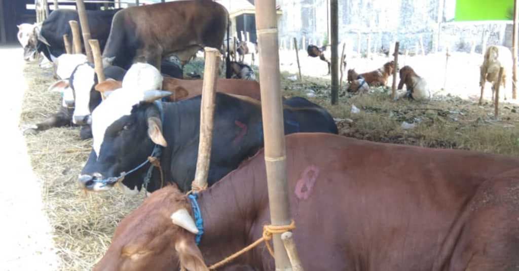 Jelang Idul Adha, Harga Sapi di DIY Naik Tapi Minat Pembeli Turun