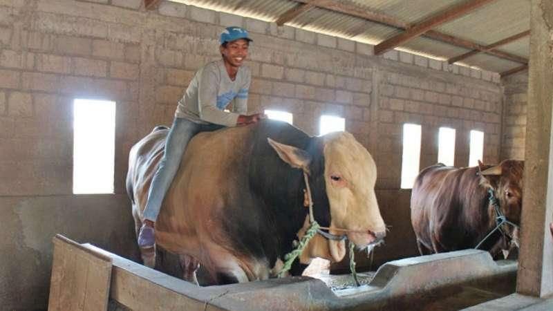 Deretan Sapi Kurban Jokowi di Idul Adha 2019, Beratnya Capai 1 Ton Lebih