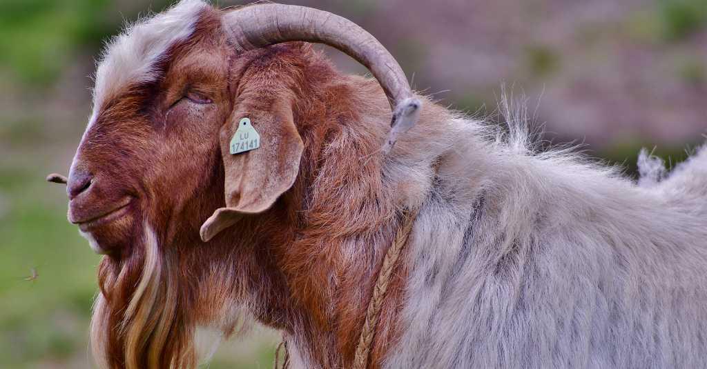 5 Keistimewaan Berkurban di Hari Raya Idul Adha