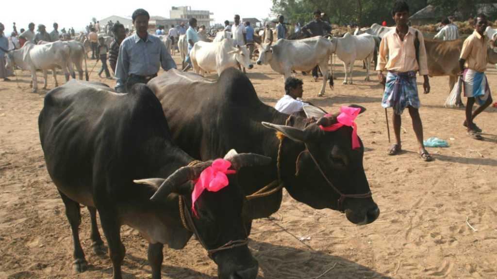 Ini Alasan Utama Umat Hindu India Tolak Perayaan Idul Adha