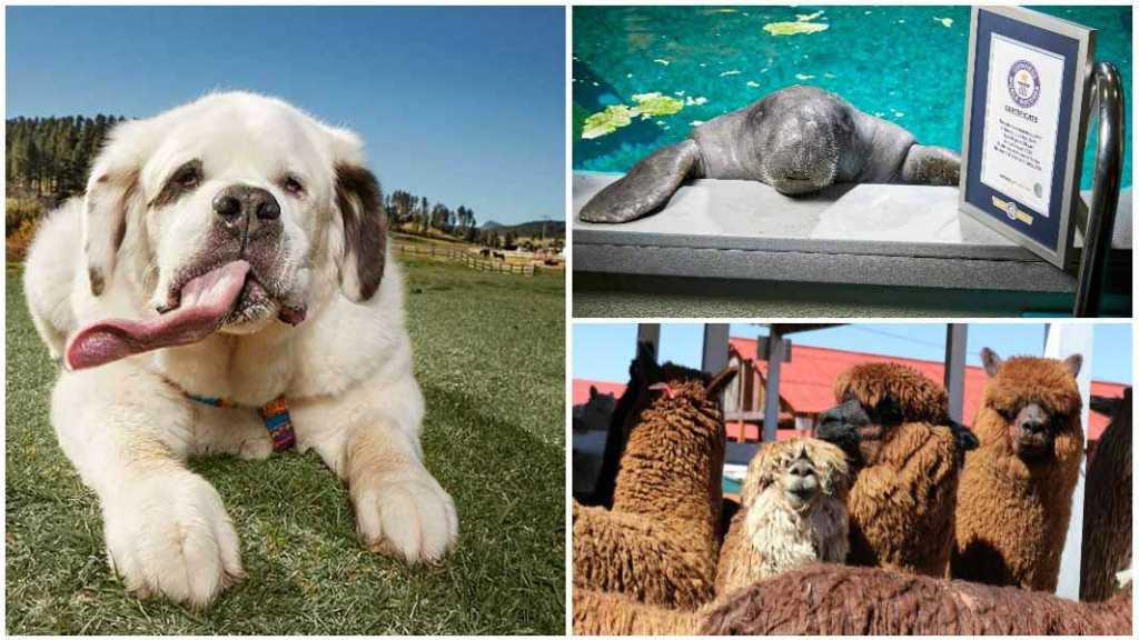 Bukan Hanya Manusia, 5 Hewan Ini Juga Berhasil Mencetak Rekor Dunia