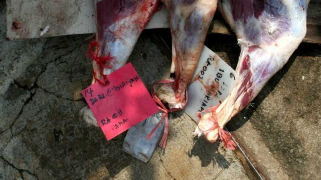 Viral Vegan Muslim Initiative Desak Hentikan Kurban Sembelih Sapi