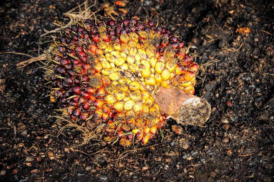 Alasan Keadilan, Uni Eropa Berlakukan Pajak Impor Biodiesel dari Indonesia