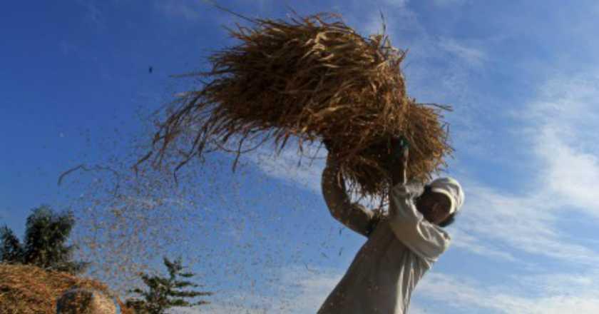 Mantap Jiwa, Beras Organik Made In Indonesia Dijual Rp30.000 per Kilogram