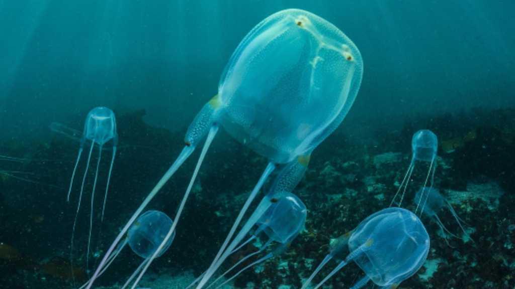 Bukan Hanya Ular, 5 Hewan Ini Juga Punya Racun Paling Mematikan di Bumi