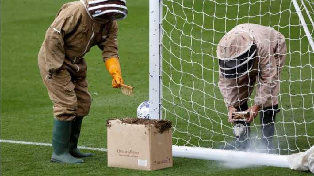 Wadaw... Ini 5 Momen Unik Ketika Hewan Jadi Pengganggu Pertandingan