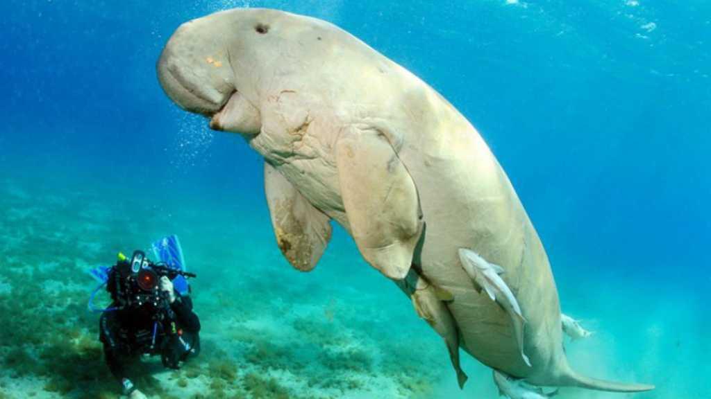 Miris! Bayi Dugong Ini Akhirnya Mati Dibunuh Sampah Plastik