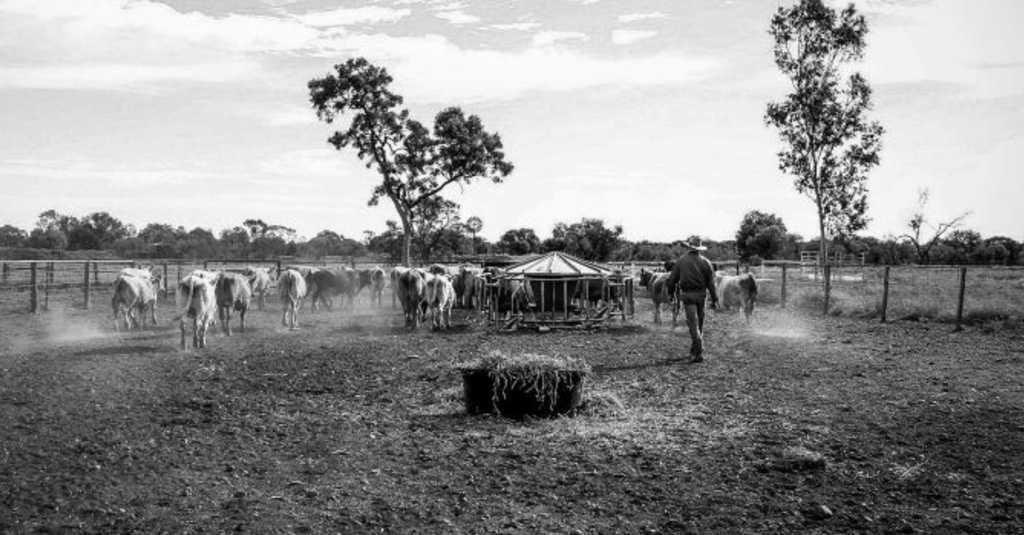 Dari Peternak hingga Pekerja Was-was Kesepakatan Dagang Indonesia-Australia