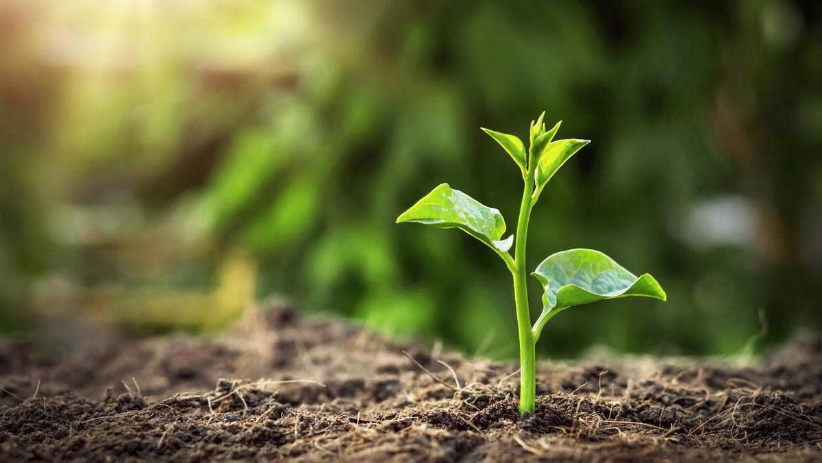 Tak Banyak yang Tau, Begini Cara Tanaman Saling Berkomunikasi