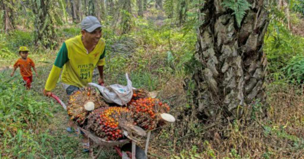 Limbah Sawit Jadi Pendapatan Tambahan Masyarakat Indonesia