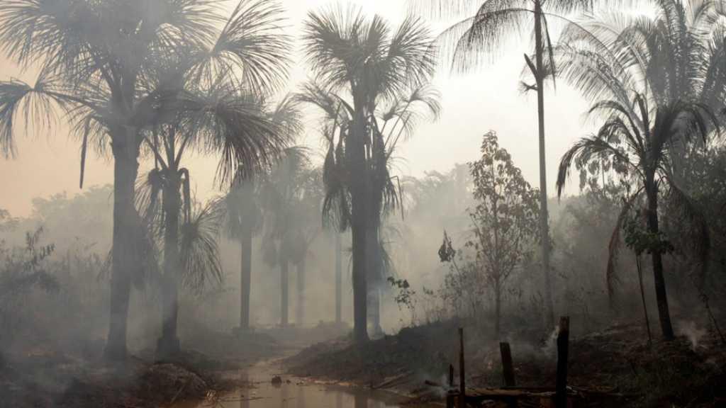 WHO: Kebakaran Hutan Amazon Mengancam Kesehatan Anak-anak