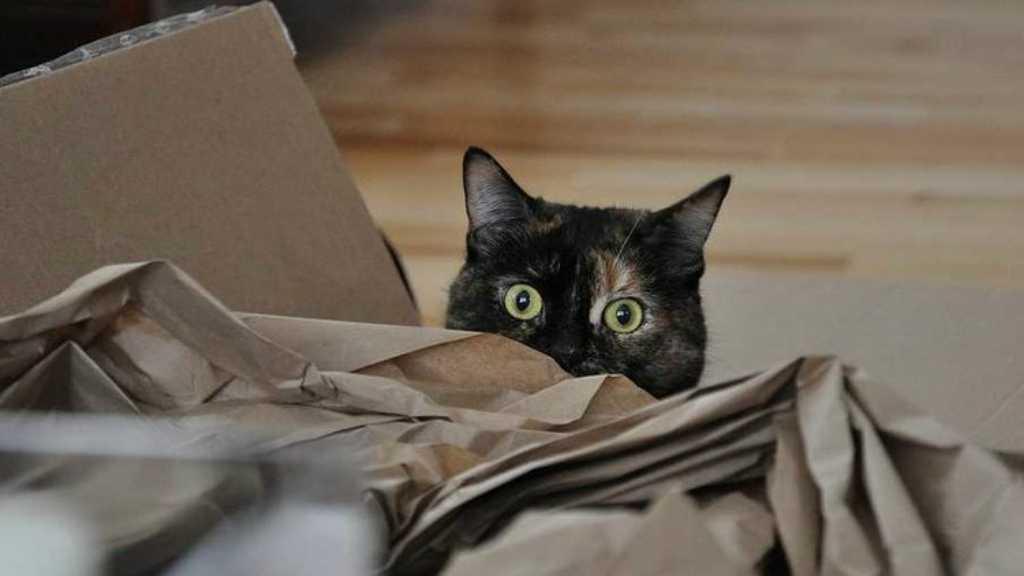 Sstt... Ini 5 Tanda Kalau Kucing Diam-diam Nggak Suka Sama Kamu