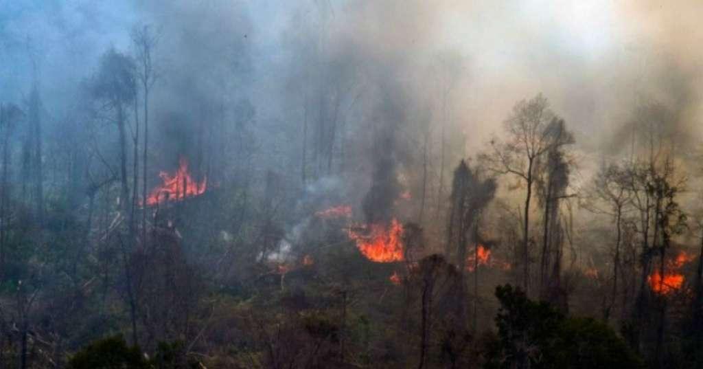 Menteri LHK Siti Nurbaya: Kita Tidak Punya Toleransi untuk Pembakaran Hutan
