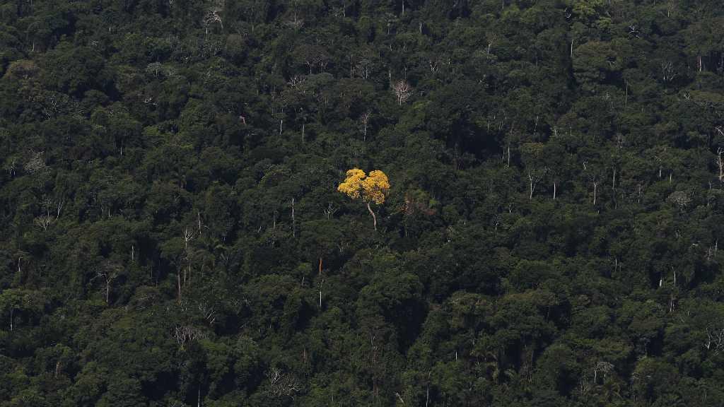 Ini 5 Bencana yang Terjadi Jika Hutan Hujan Amazon Menghilang