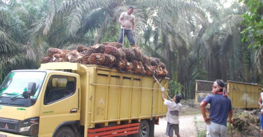 Tak Dipungkiri, Sawit Adalah Pengerak Ekonomi Daerah