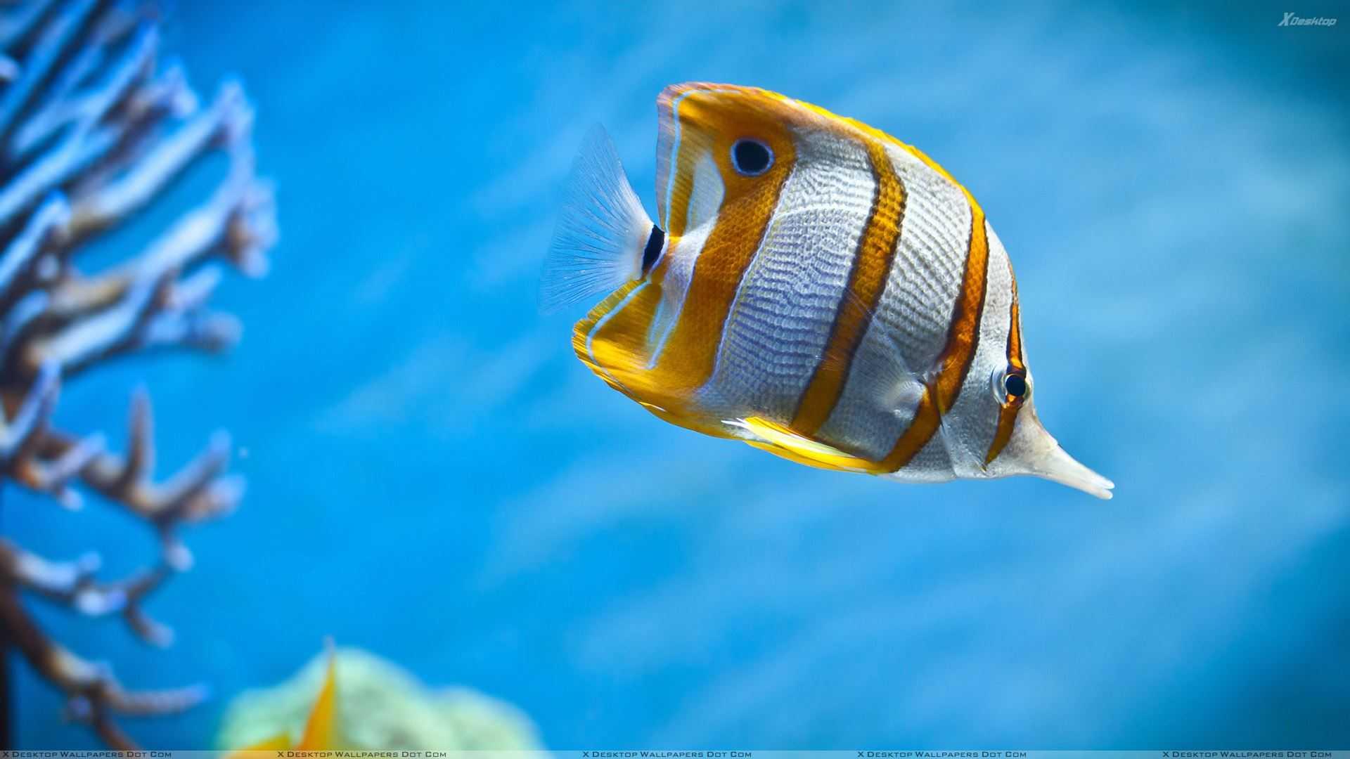 Ternyata Ini yang Membuat Ikan Bisa Melihat di Air Keruh