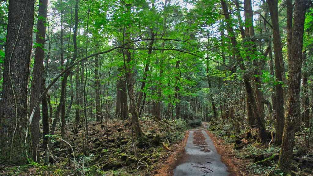 5 Fakta Hutan Aokigahara, Tempat Fenomenal Bunuh Diri di Jepang