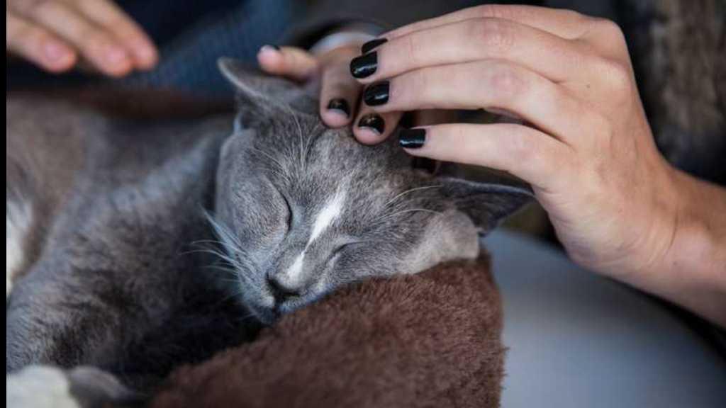 Jangan Biarkan Kucing Peliharaanmu Keluar Rumah, Ini Bahayanya!