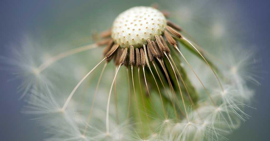 Ternyata Bunga Dandelion Bisa Dikonsumsi. Apa Saja Manfaatnya Bagi Tubuh?