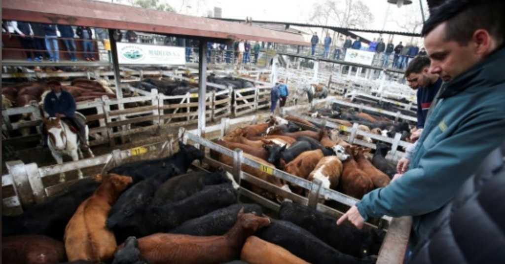 Peternak Babi Ketiban Rezeki dari China