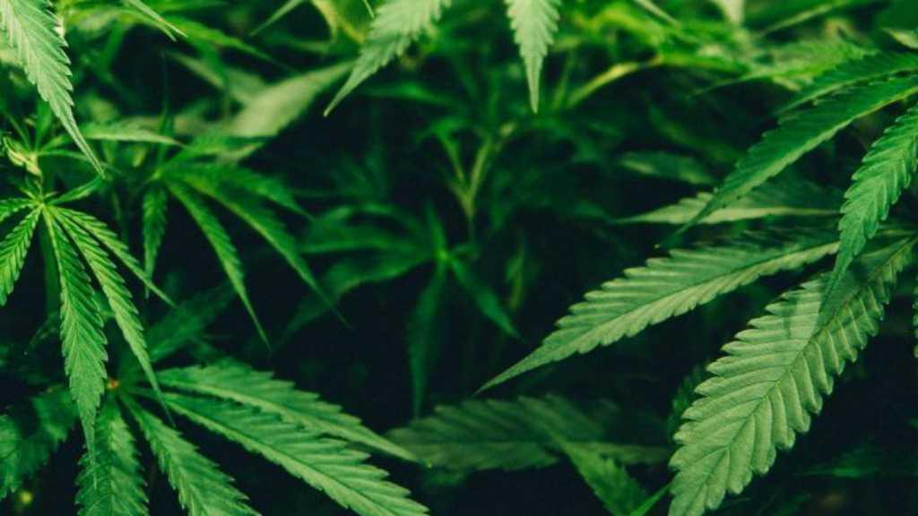 Tak Cuma Konsumsi, Setiap Rumah Juga Boleh Tanam 4 Pot Ganja di Wilayah Ini