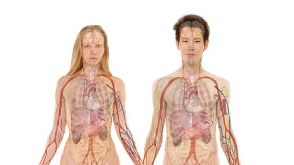 Fakta-Fakta Seputar Organ Tubuh Ini Pasti Buat Kamu Tercengang!