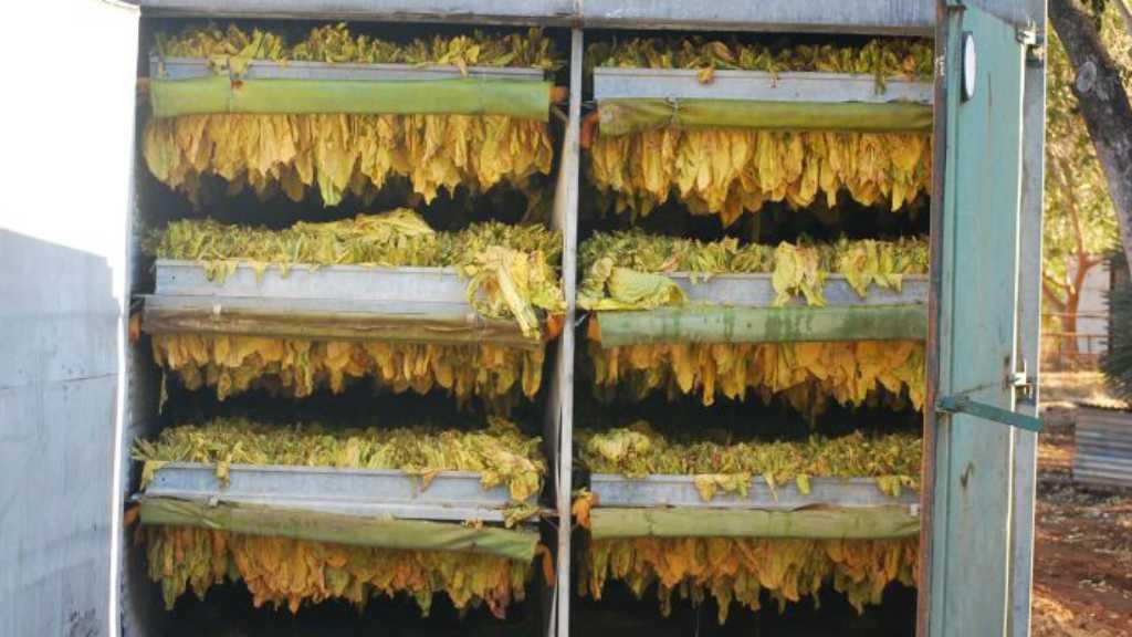 Australia Gagalkan Penyelundupan 5 Ton Daun Tembakau dari Indonesia