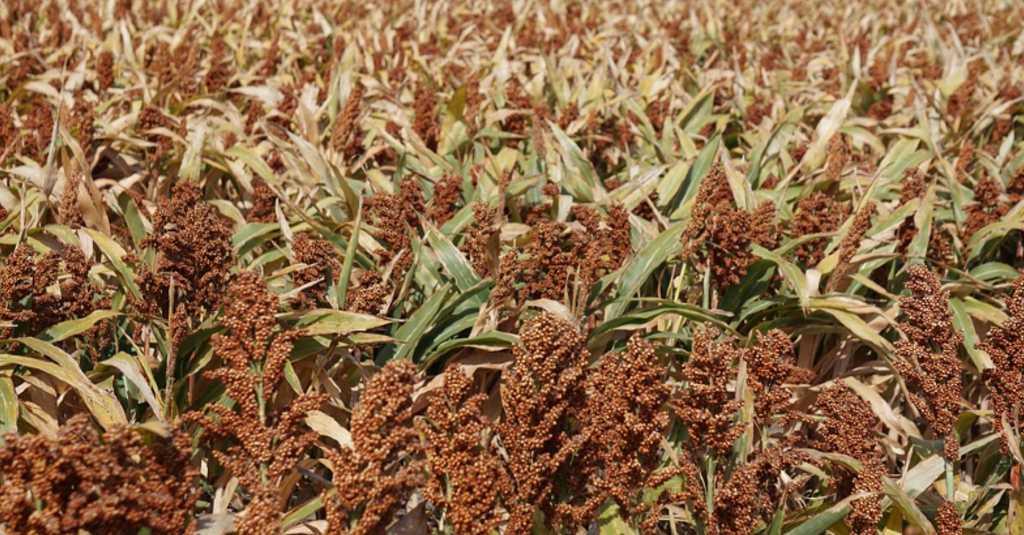 Indef: Dukung Substitusi Industri Pangan Gandum dari Bahan Baku Lokal