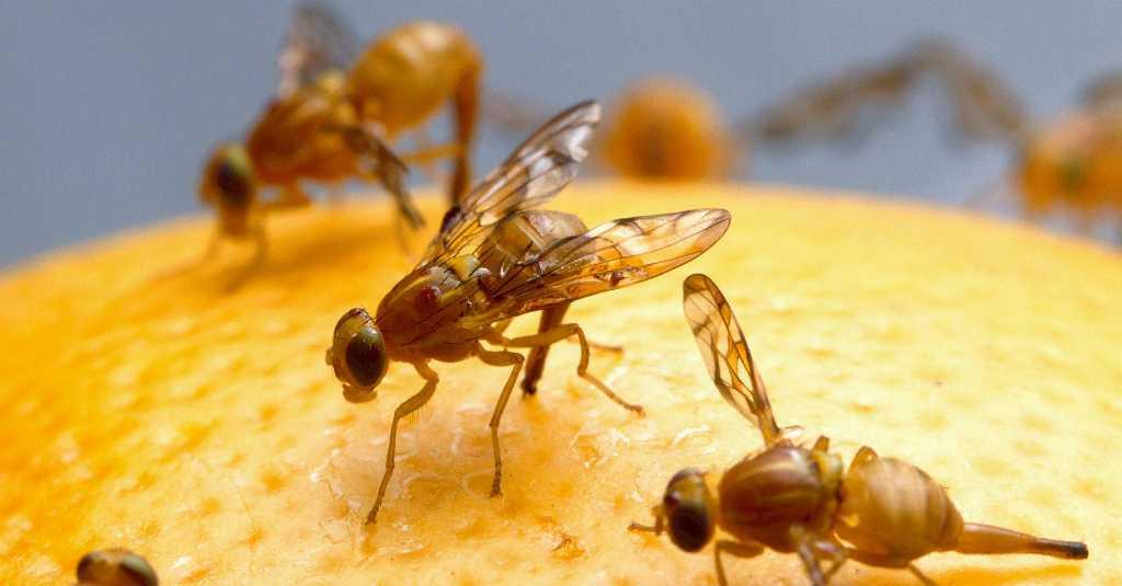 Percaya atau Tidak, Motivasi Terinspirasi dari Lalat Buah