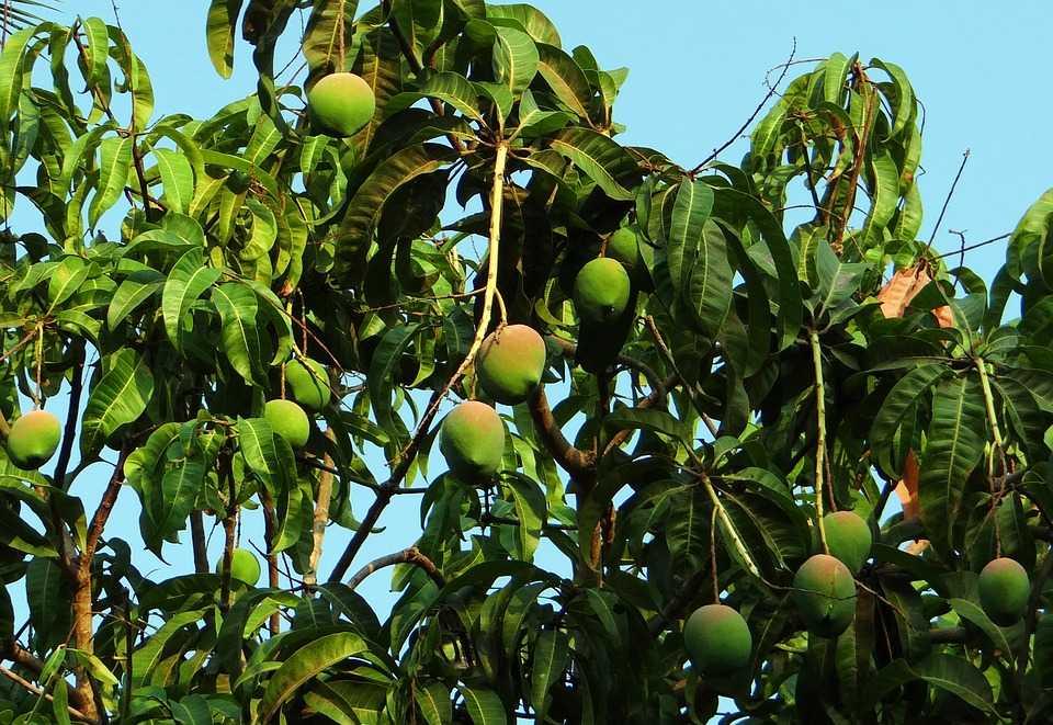 Teknologi Budidaya Mangga Off Season Buat Petani Lombok Utara Sumringah