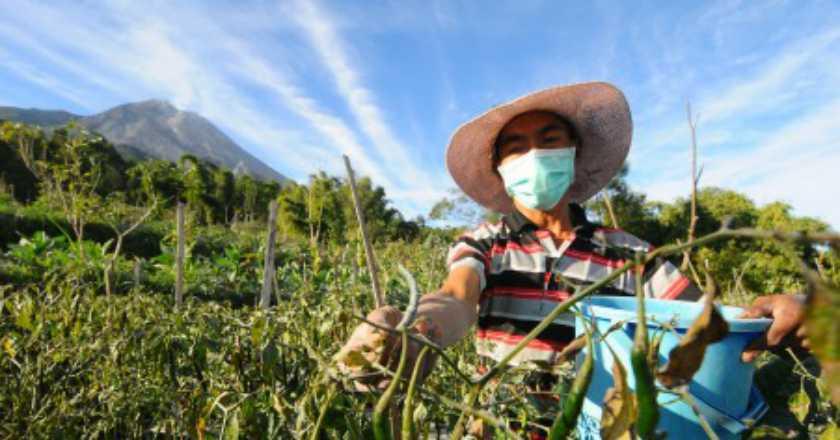 Tahun 2019, Ekspor Pertanian Meningkat Tajam