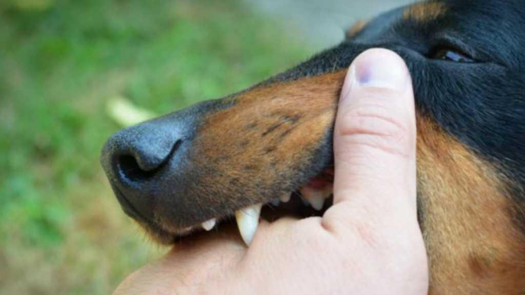 Bagaimana Pertolongan Pertama Jika Terinfeksi Rabies dari Gigitan Hewan?