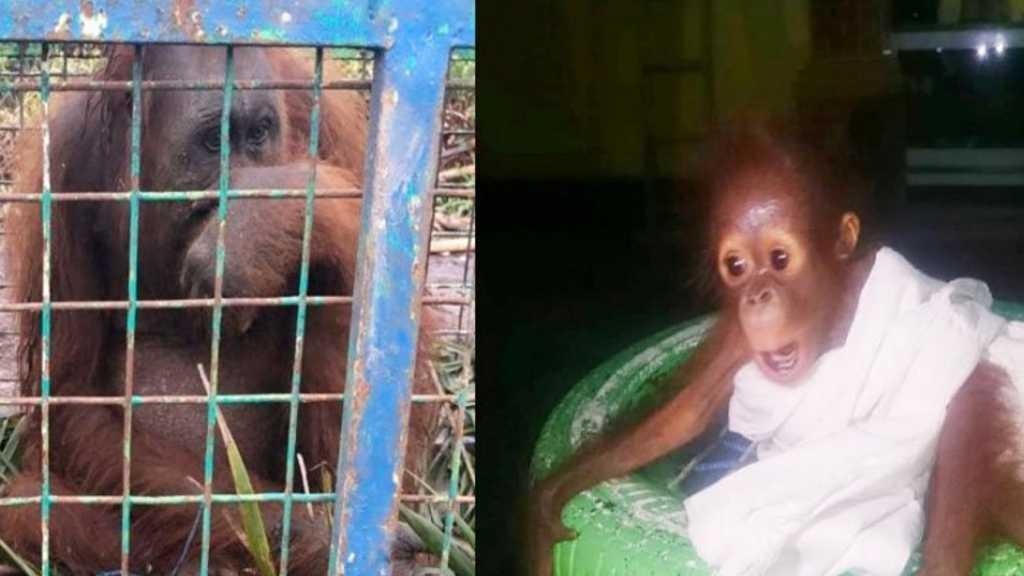 Habitatnya Dibakar, Induk dan Bayi Orangutan Ini Cari Makan di Kebun Warga
