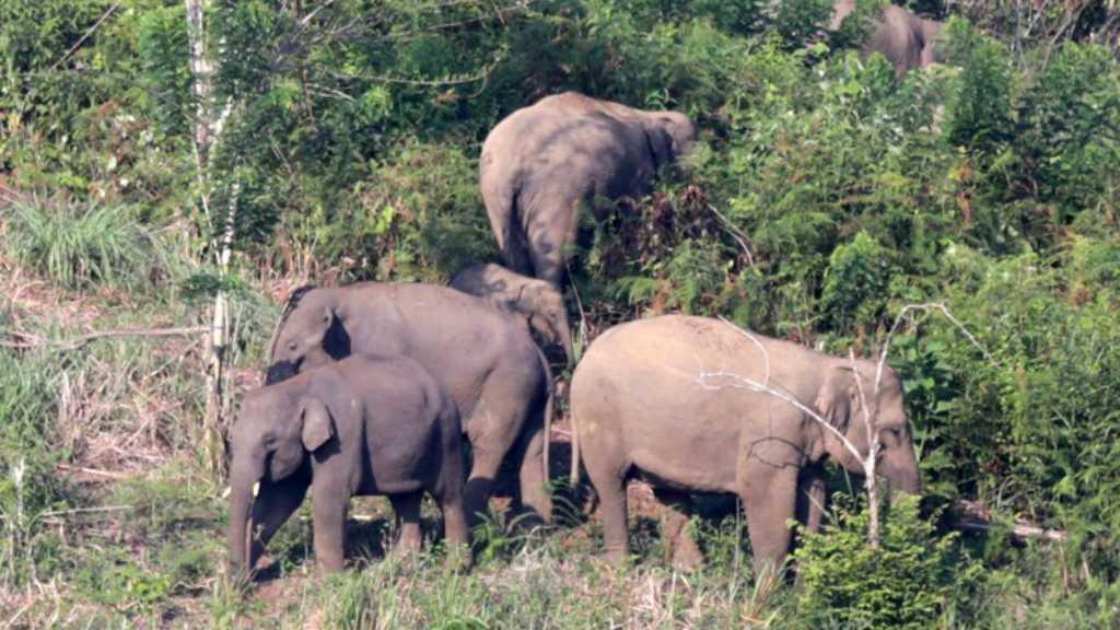 Astaghfirullah, Kawanan Gajah Liar Ngamuk Rusak 4 Rumah Warga Bener Meriah