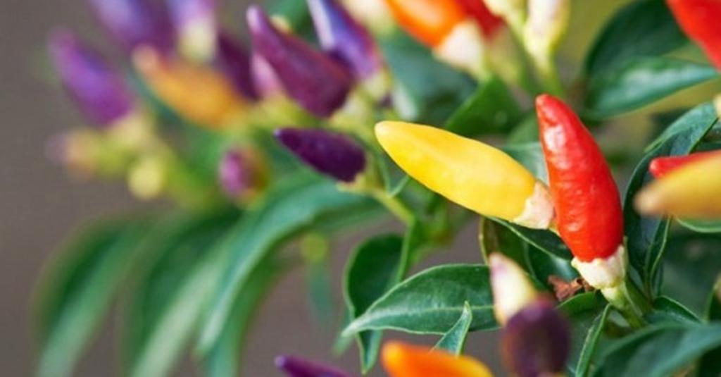 Yang Doyan Pedas, Ada Cabai Pelangi dari IPB Nih.....