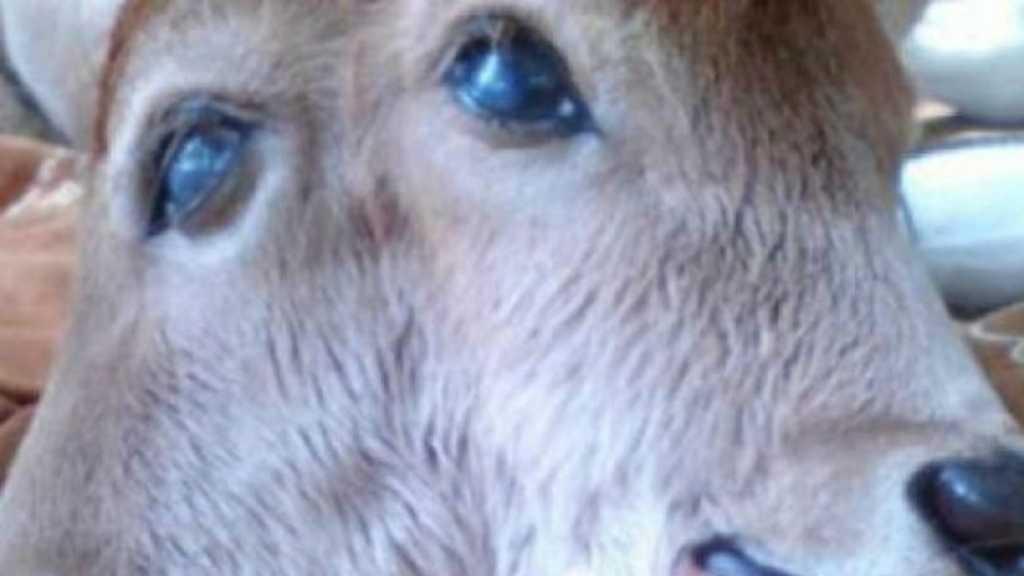 Heboh Anak Sapi Bermata Satu, Warga: Mungkin Ini Satu Pertanda Akhir Zaman