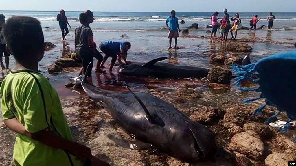 7 Paus Ditemukan Mati Terdampar di Pantai Nusa Tenggara Timur