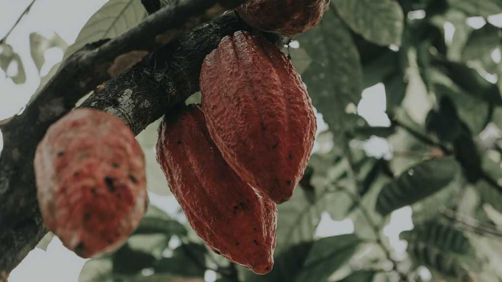 Pemerintah Kembangkan Kakao Berkelanjutan Tingkatkan Daya Saing