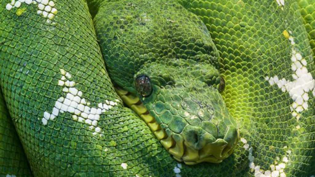 Arti Mimpi Membunuh Ular, Ternyata Bisa Bawa Kebaikan!