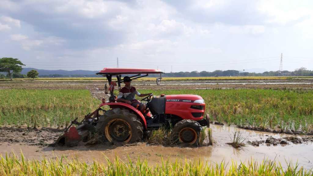 Kementan Dorong Kawasan Perbatasan Jadi Lumbung Beras dan Ekspor