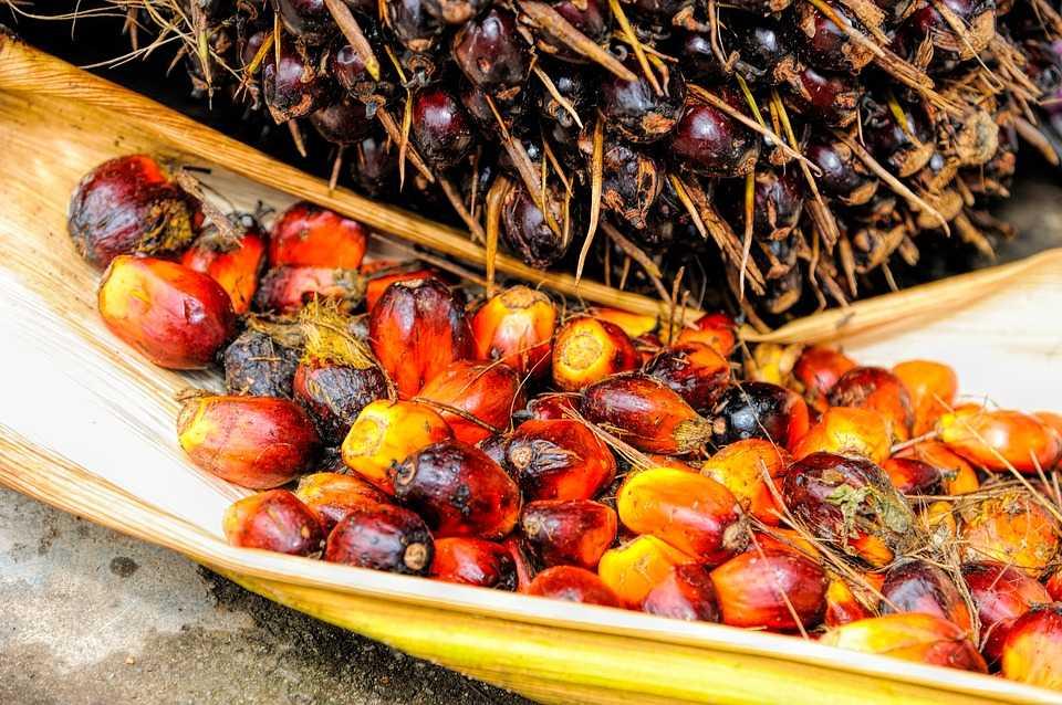 Harga Sawit Riau Naik Rp16,0 4 per Kilogram
